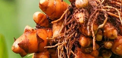 Turmeric Root — ingredient in LungZen