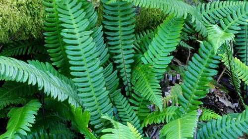 Ferns — ingredient in LungZen