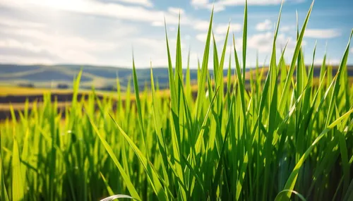 Grass — ingredient in LungZen